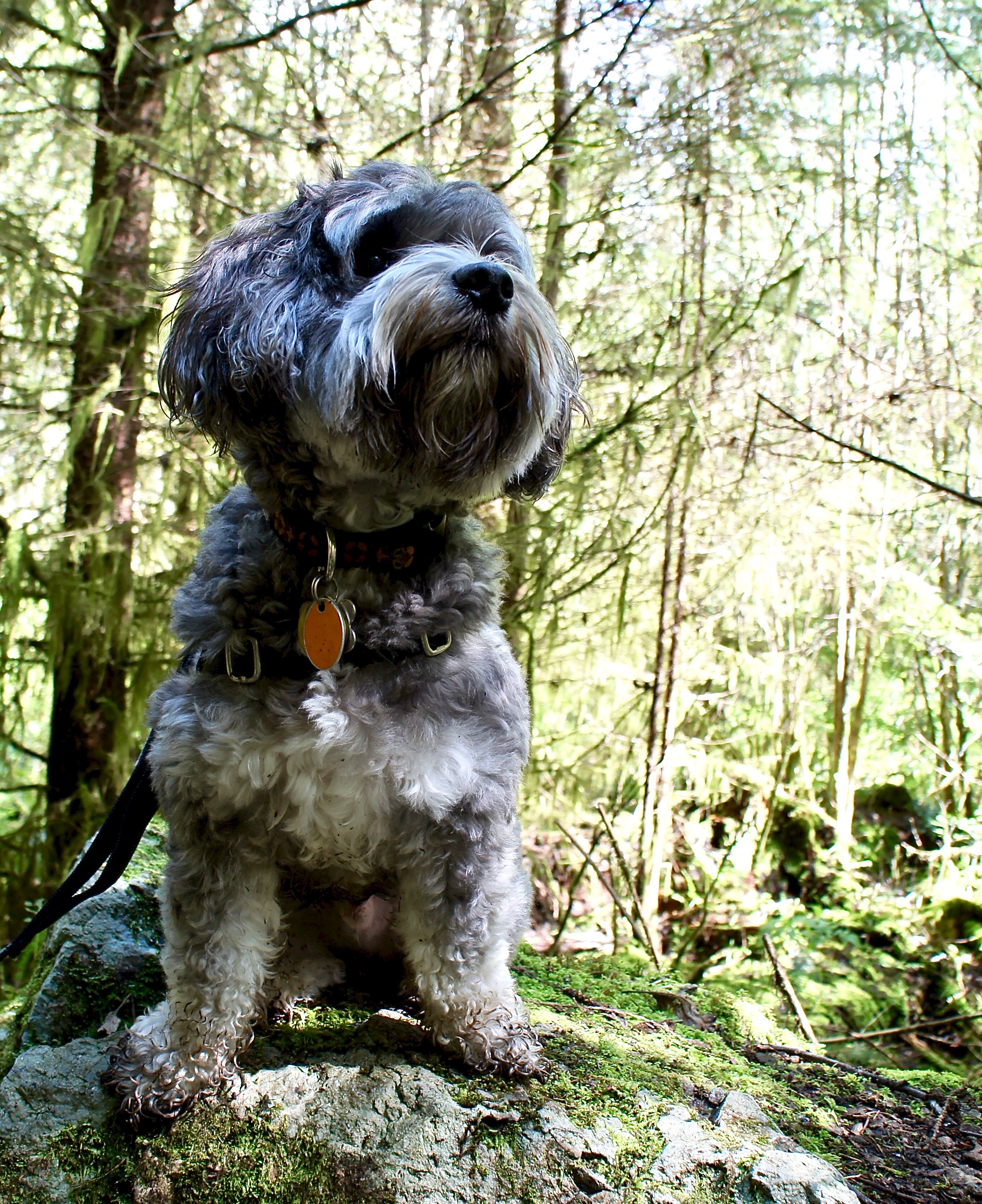 kap on lime kiln trail - adventure dog