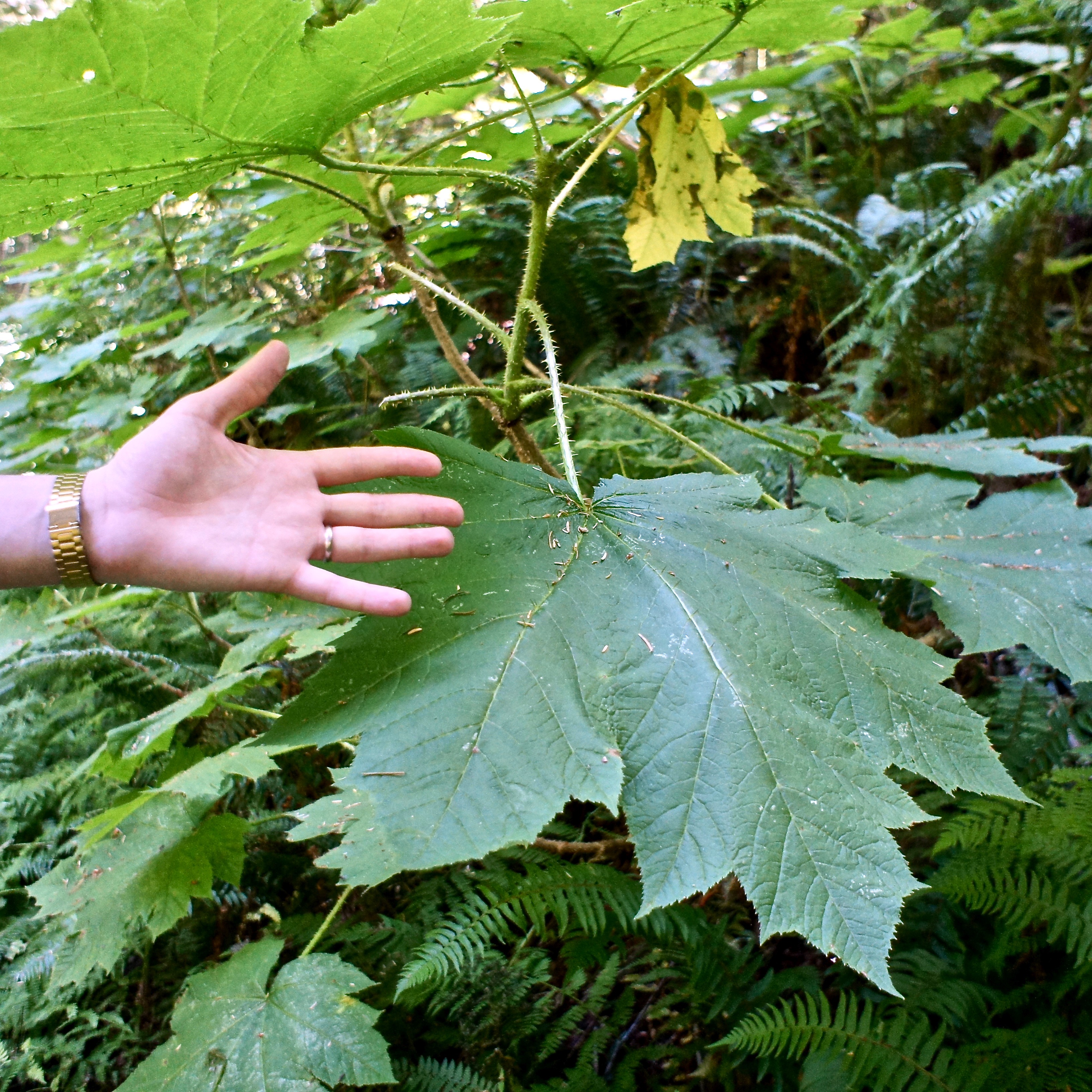 Some big old tree leaves on this trail. Nick's hand for comparison!